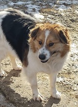 LIO, Hund, Mischlingshund in Rumänien - Bild 1