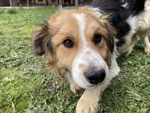 LIO, Hund, Mischlingshund in Rumänien - Bild 2