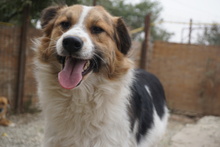 LIO, Hund, Mischlingshund in Rumänien - Bild 4