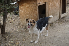 LIO, Hund, Mischlingshund in Selfkant - Bild 3