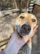 WISKY, Hund, Mischlingshund in Rumänien - Bild 3