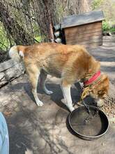 WISKY, Hund, Mischlingshund in Rumänien - Bild 4
