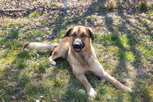TONI, Hund, Mischlingshund in Kroatien - Bild 4