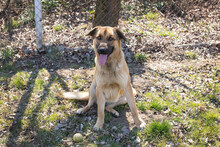TONI, Hund, Mischlingshund in Kroatien - Bild 5
