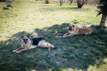 TONI, Hund, Mischlingshund in Kroatien - Bild 6