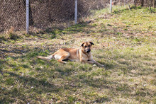 TONI, Hund, Mischlingshund in Kroatien - Bild 7