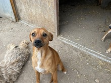 PICURKA, Hund, Mischlingshund in Ungarn - Bild 4