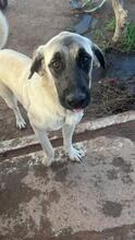 ABBY, Hund, Mischlingshund in Spanien - Bild 1
