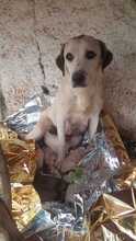 ABBY, Hund, Mischlingshund in Spanien - Bild 14