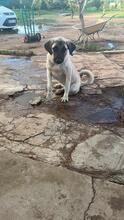 ABBY, Hund, Mischlingshund in Spanien - Bild 17