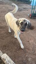 ABBY, Hund, Mischlingshund in Spanien - Bild 18