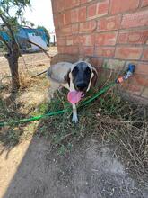 ABBY, Hund, Mischlingshund in Spanien - Bild 4