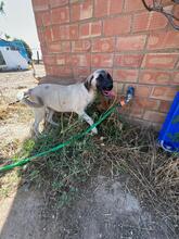 ABBY, Hund, Mischlingshund in Spanien - Bild 5