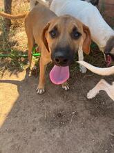 AGON, Hund, Mischlingshund in Spanien - Bild 13