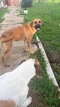 AGON, Hund, Mischlingshund in Spanien - Bild 17