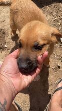 AGON, Hund, Mischlingshund in Spanien - Bild 4
