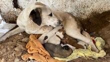 AGON, Hund, Mischlingshund in Spanien - Bild 8