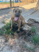 ALICE, Hund, Mischlingshund in Spanien - Bild 1