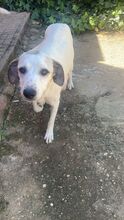 AMELIA, Hund, Mischlingshund in Spanien - Bild 10