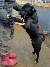 SANTO, Hund, Mischlingshund in Rumänien - Bild 3
