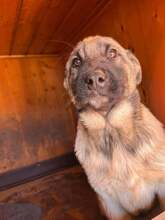 RAVI, Hund, Mischlingshund in Rumänien - Bild 1