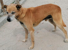 FERRO, Hund, Mischlingshund in Neuss - Bild 3