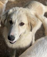 BACARDI, Hund, Mischlingshund in Griechenland - Bild 1