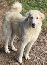 BACARDI, Hund, Mischlingshund in Griechenland - Bild 10