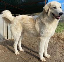 BACARDI, Hund, Mischlingshund in Griechenland - Bild 11