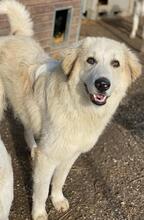 BACARDI, Hund, Mischlingshund in Griechenland - Bild 12