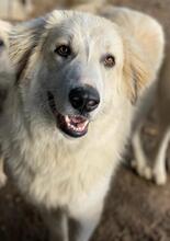 BACARDI, Hund, Mischlingshund in Griechenland - Bild 2