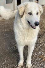 BACARDI, Hund, Mischlingshund in Griechenland - Bild 5