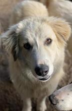BACARDI, Hund, Mischlingshund in Griechenland - Bild 6