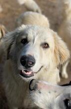 BACARDI, Hund, Mischlingshund in Griechenland - Bild 7