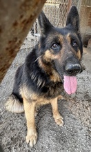 BENNET, Hund, Mischlingshund in Griechenland - Bild 9