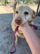 BONECA, Hund, Mischlingshund in Portugal - Bild 2