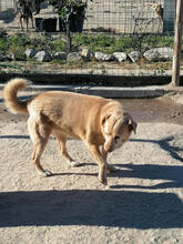 BONECA, Hund, Mischlingshund in Portugal - Bild 4