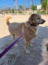 BONECA, Hund, Mischlingshund in Portugal - Bild 5