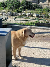 BONECA, Hund, Mischlingshund in Portugal - Bild 6