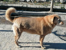 BONECA, Hund, Mischlingshund in Portugal - Bild 7