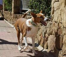 MENE, Hund, Podenco-Mix in Spanien - Bild 2