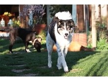 VASKO, Hund, Mischlingshund in Spardorf - Bild 11