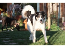 VASKO, Hund, Mischlingshund in Spardorf - Bild 12