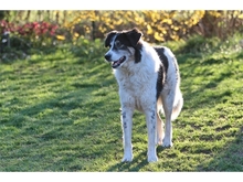 VASKO, Hund, Mischlingshund in Spardorf - Bild 13