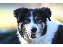 VASKO, Hund, Mischlingshund in Spardorf - Bild 2