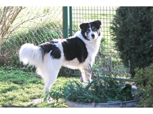 VASKO, Hund, Mischlingshund in Spardorf - Bild 3