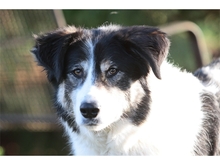 VASKO, Hund, Mischlingshund in Spardorf - Bild 5