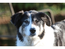 VASKO, Hund, Mischlingshund in Spardorf - Bild 6