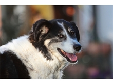 VASKO, Hund, Mischlingshund in Spardorf - Bild 7