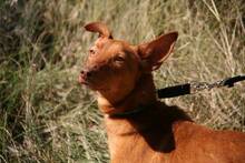 ZANE, Hund, Podenco Andaluz in Spanien - Bild 4